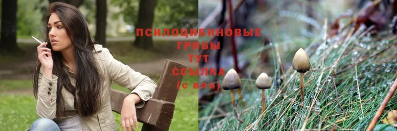 Псилоцибиновые грибы Psilocybe  Бологое 